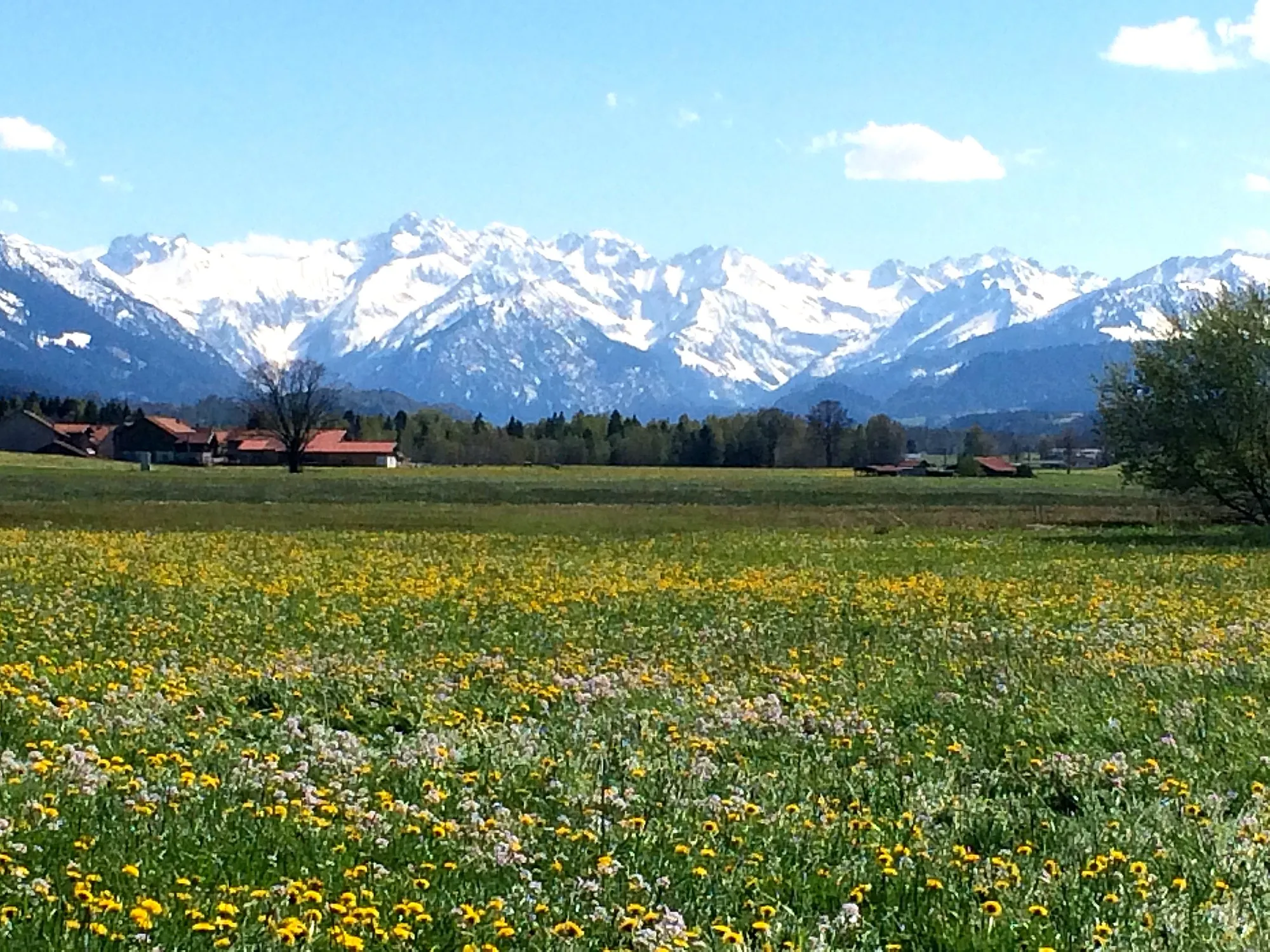 Ferienwohnung im Allgäu – Blumenwiese mit Blick auf die Allgäuer Alpen bei Blaichach im Frühling